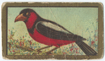 Black and red broad bill.