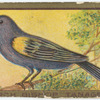 Arch bishop tanager.