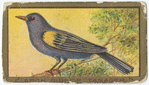 Arch bishop tanager.