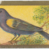 Arch bishop tanager.