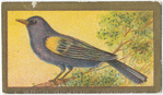 Arch bishop tanager.