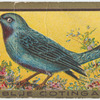 Blue cotinga.