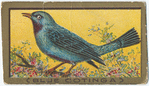 Blue cotinga.
