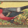 Bullfinch.