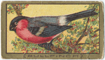 Bullfinch.