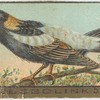 Bobolink.
