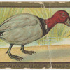 Canvas back duck.