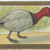 Canvas back duck.