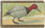 Canvas back duck.