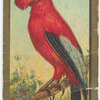 Cock-of-the-rock.