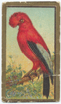 Cock-of-the-rock.