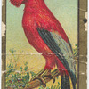 Cock-of-the-rock.