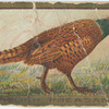 English pheasant.