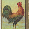 Game bantam.