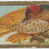 Gilded flicker.