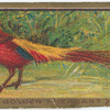 Golden pheasant.