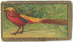 Golden pheasant.