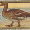 Goose. (wild)