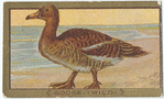 Goose. (wild)