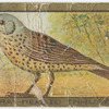 Grey-headed thrush.