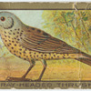 Grey-headed thrush.