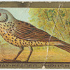 Grey-headed thrush.