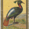 Impeyan pheasant.
