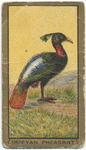 Impeyan pheasant.