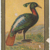 Impeyan pheasant.
