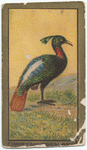 Impeyan pheasant.