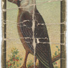 Jackdaw.