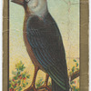 Jackdaw.