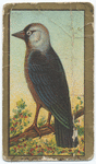 Jackdaw.
