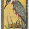Kingfisher.