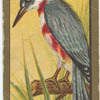 Kingfisher.