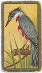 Kingfisher.