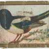 Magpie.