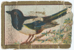 Magpie.