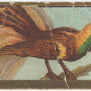 Bird of paradise.