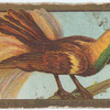 Bird of paradise.
