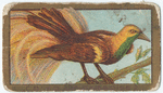 Bird of paradise.
