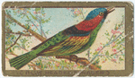 Blue headed tanager.
