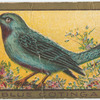 Blue cotinga.