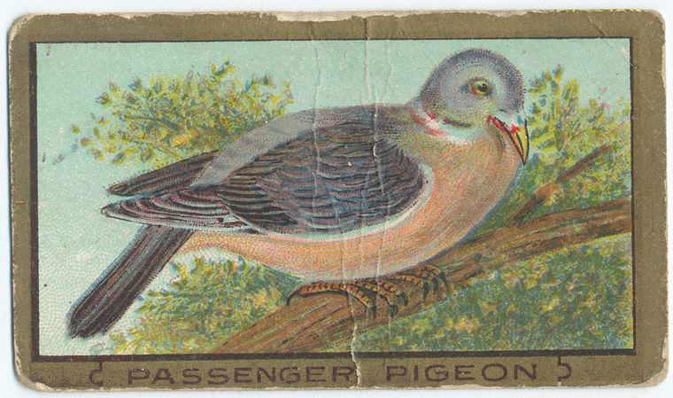 Passenger Pigeon