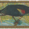 Red-winged black bird.