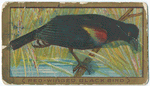 Red-winged black bird.