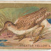 Greater yellow legs. (snipe)