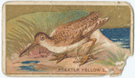 Greater yellow legs. (snipe)
