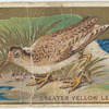 Greater yellow legs. (snipe)