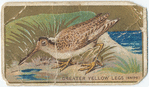 Greater yellow legs. (snipe)